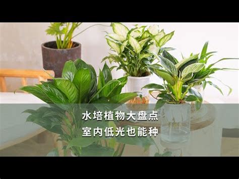 命宮 八座 水種植物香港